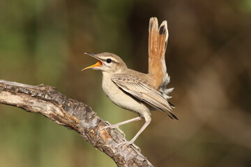 a showy rufous-tailed scrub robin (Cercotrichas galactotes) perched on a dry branch 