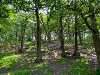 Fototapeta na wymiar trees in the forest Sheffield whiteley woods park