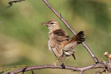 rufous-tailed scrub robin (Cercotrichas galactotes) perched on a dry branch 