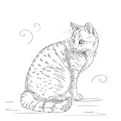 cat