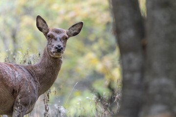 Deer female on alert in the woodland (Cervus elaphus)