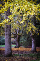 Naklejka premium Gingko tree in autumn colour 