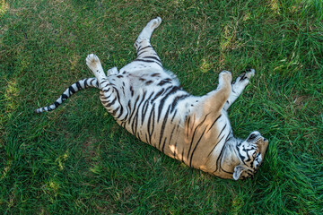 The Republic of Crimea. July 17, 2021. A tigress sleeps in an enclosure on the grass in the Taigan Lion Park in the city of Belogorsk.