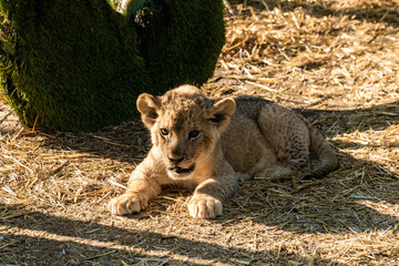 The Republic of Crimea. July 17, 2021. A small lion cub in the aviary of the Lion Taigan Park in the city of Belogorsk.