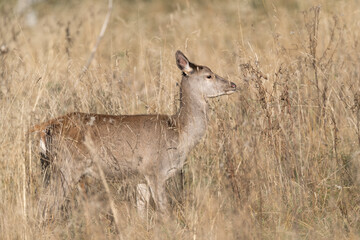 Naklejka na ściany i meble Young deer female in the meadow (Cervus elaphus)