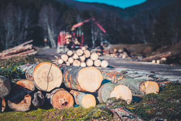 Loggers cut the wood forest and the lumberjack cut logs and load lumbers into the special lumber...