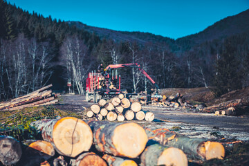 Loggers cut the wood forest and the lumberjack cut logs and load lumbers into the special lumber...