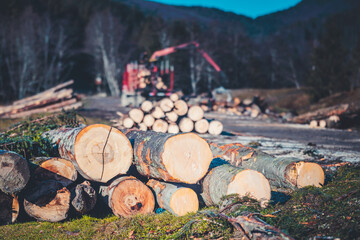 Timber woodcutters cut logs in the woods during the day with a chainsaw. Loggers cut down forest...