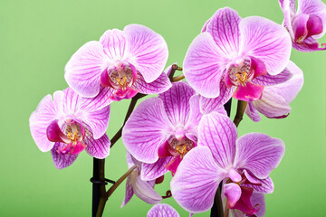 orchid flowers close up on green background