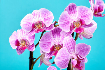 orchid flowers close-up on a blue background