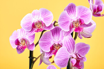 orchid flowers close up on yellow background