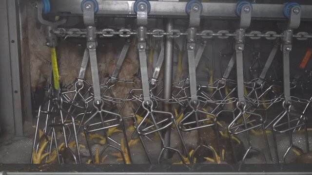 The conveyor belt takes the hot water scalding chicken to the plucking machine.