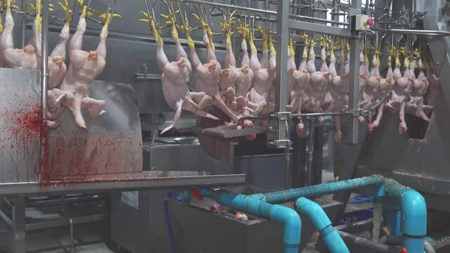 The chickens hanging on the rail are decapitated before going into the process of slaughtering the chicken parts