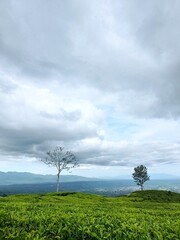 Fototapeta na wymiar Green tea with blue sky