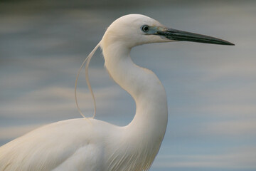 The Great Egret (Ardea alba)