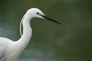 The Great Egret (Ardea alba)