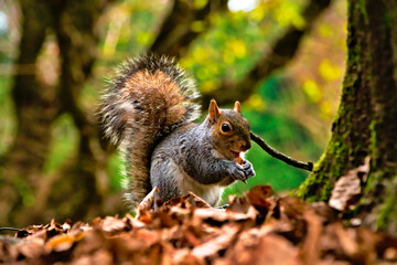 squirrel eating