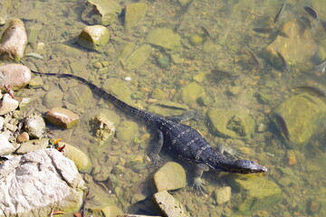 マレーシア　ランカウイ島　オリエンタルヴィレッジのトカゲ