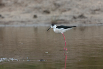 Black-winged Stilt Himantopus himantopus in Camargue, south-eastern France