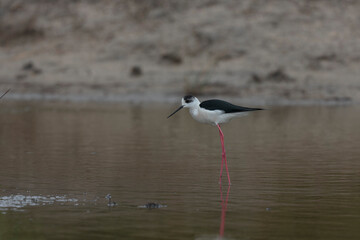 Black-winged Stilt Himantopus himantopus in Camargue, south-eastern France