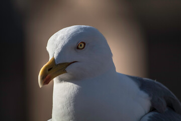 close up of a seagull