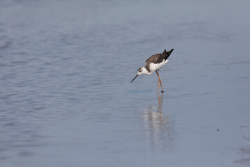 Black-winged Stilt Himantopus himantopus in Camargue, south-eastern France
