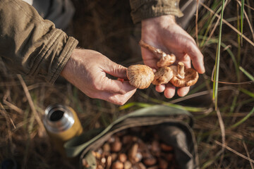 Senior male mushroom picker with a large bag collecting mushrooms