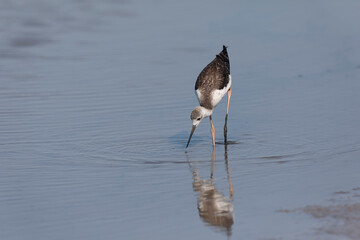 Black-winged Stilt Himantopus himantopus in Camargue, south-eastern France