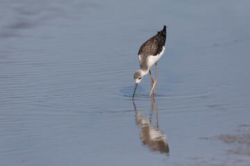Black-winged Stilt Himantopus himantopus in Camargue, south-eastern France