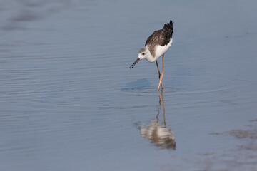 Black-winged Stilt Himantopus himantopus in Camargue, south-eastern France