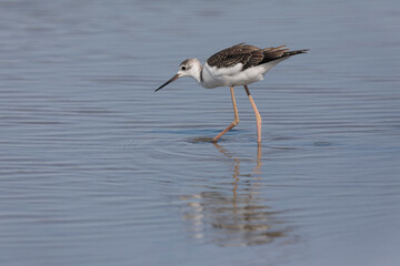 Black-winged Stilt Himantopus himantopus in Camargue, south-eastern France