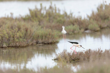 Black-winged Stilt Himantopus himantopus in Camargue, south-eastern France