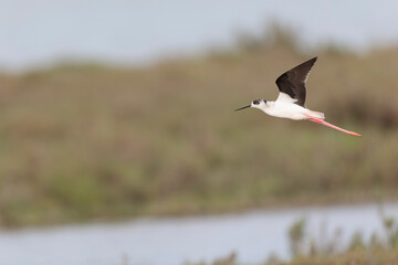 Black-winged Stilt Himantopus himantopus in Camargue, south-eastern France