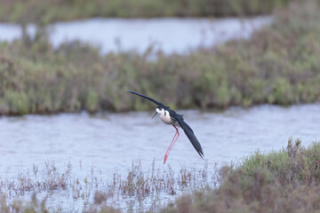 Obraz premium Black-winged Stilt Himantopus himantopus in Camargue, south-eastern France