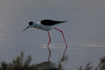 Black-winged Stilt Himantopus himantopus in Camargue, south-eastern France
