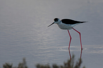 Black-winged Stilt Himantopus himantopus in Camargue, south-eastern France
