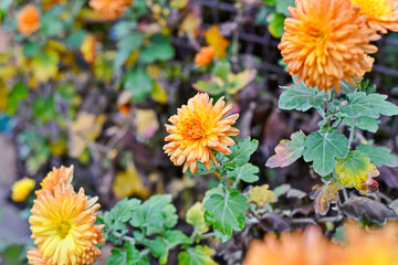 Beautiful yellow flowers on the street in the autumn.