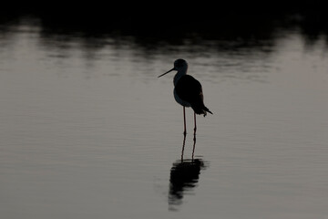 Black-winged Stilt Himantopus himantopus in Camargue, south-eastern France