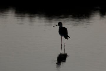 Black-winged Stilt Himantopus himantopus in Camargue, south-eastern France