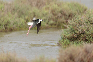 Black-winged Stilt Himantopus himantopus in Camargue, south-eastern France