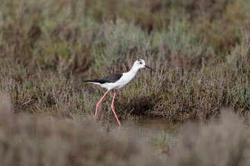 Black-winged Stilt Himantopus himantopus in Camargue, south-eastern France