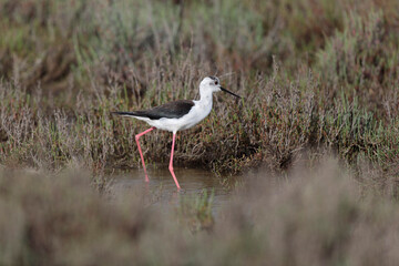 Black-winged Stilt Himantopus himantopus in Camargue, south-eastern France