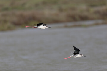 Black-winged Stilt Himantopus himantopus in Camargue, south-eastern France