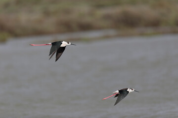 Black-winged Stilt Himantopus himantopus in Camargue, south-eastern France