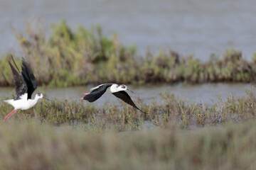 Black-winged Stilt Himantopus himantopus in Camargue, south-eastern France