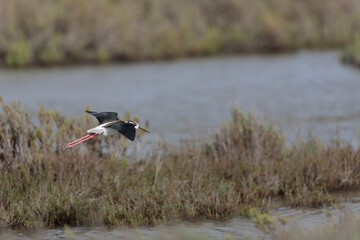Black-winged Stilt Himantopus himantopus in Camargue, south-eastern France
