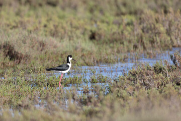 Black-winged Stilt Himantopus himantopus in Camargue, south-eastern France