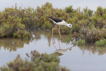 Black-winged Stilt Himantopus himantopus in Camargue, south-eastern France