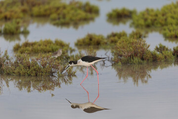 Black-winged Stilt Himantopus himantopus in Camargue, south-eastern France