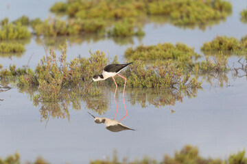 Black-winged Stilt Himantopus himantopus in Camargue, south-eastern France